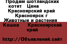 Продам шотландских котят › Цена ­ 3 000 - Красноярский край, Красноярск г. Животные и растения » Кошки   . Красноярский край